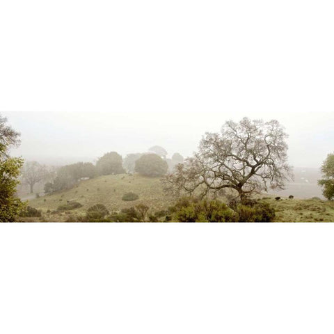 Oak Tree - 41 Gold Ornate Wood Framed Art Print with Double Matting by Blaustein, Alan