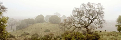 Oak Tree - 41 Black Ornate Wood Framed Art Print with Double Matting by Blaustein, Alan