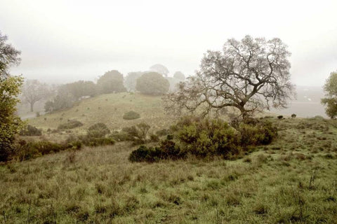 Oak Tree - 42 Black Ornate Wood Framed Art Print with Double Matting by Blaustein, Alan