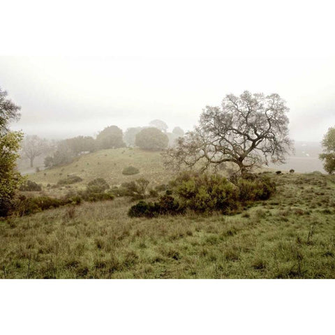 Oak Tree - 42 White Modern Wood Framed Art Print by Blaustein, Alan