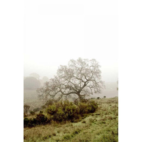 Oak Tree - 43 Black Modern Wood Framed Art Print by Blaustein, Alan