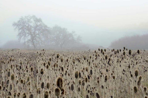 Oak Tree - 61 White Modern Wood Framed Art Print with Double Matting by Blaustein, Alan