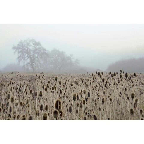 Oak Tree - 61 Black Modern Wood Framed Art Print by Blaustein, Alan