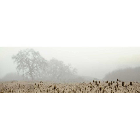 Oak Tree - 60 White Modern Wood Framed Art Print by Blaustein, Alan