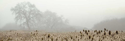 Oak Tree - 60 White Modern Wood Framed Art Print with Double Matting by Blaustein, Alan