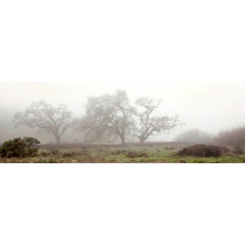 Oak Tree - 58 Gold Ornate Wood Framed Art Print with Double Matting by Blaustein, Alan