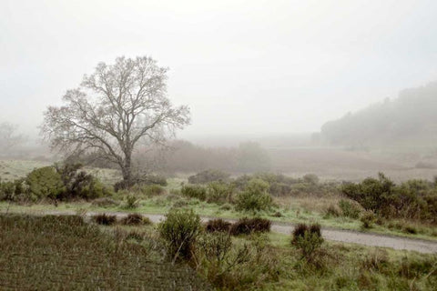 Oak Tree - 57 White Modern Wood Framed Art Print with Double Matting by Blaustein, Alan