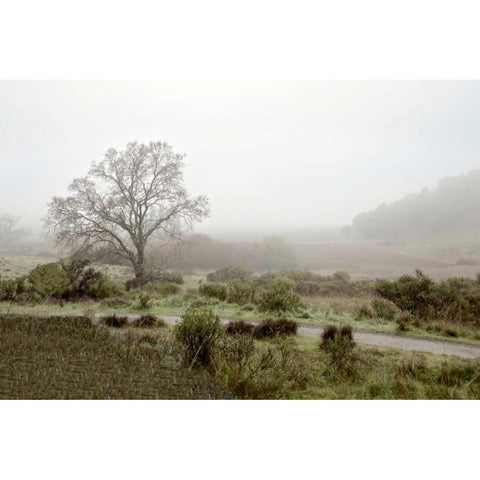 Oak Tree - 57 Gold Ornate Wood Framed Art Print with Double Matting by Blaustein, Alan