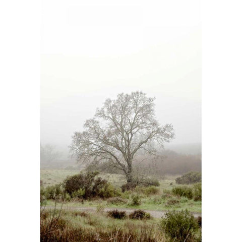 Oak Tree - 56 White Modern Wood Framed Art Print by Blaustein, Alan