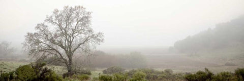 Oak Tree - 55 Black Ornate Wood Framed Art Print with Double Matting by Blaustein, Alan