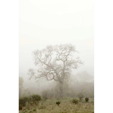 Oak Tree - 63 Black Modern Wood Framed Art Print by Blaustein, Alan