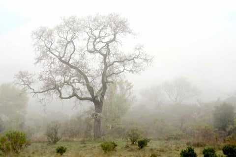 Oak Tree - 62 White Modern Wood Framed Art Print with Double Matting by Blaustein, Alan