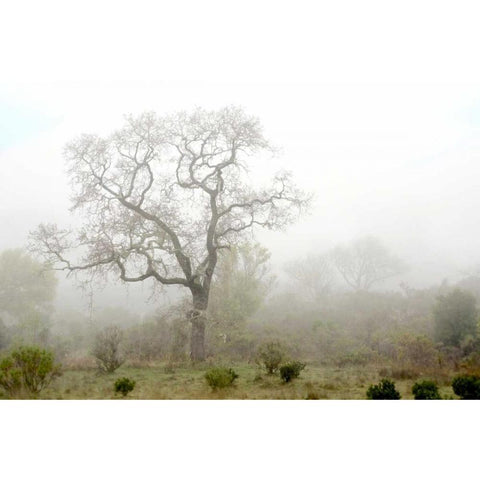 Oak Tree - 62 Black Modern Wood Framed Art Print by Blaustein, Alan