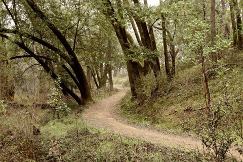 Oak Tree - 51 Black Ornate Wood Framed Art Print with Double Matting by Blaustein, Alan