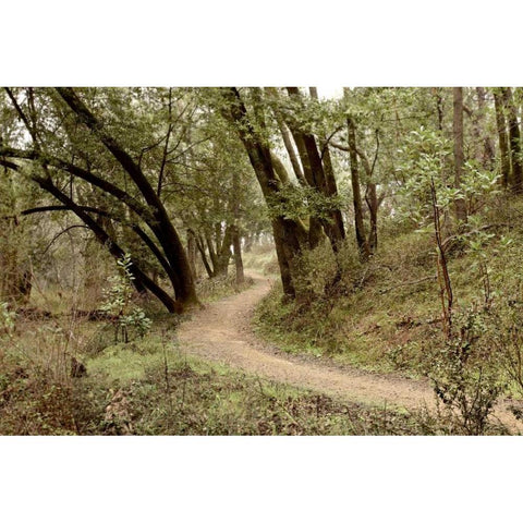 Oak Tree - 51 Gold Ornate Wood Framed Art Print with Double Matting by Blaustein, Alan