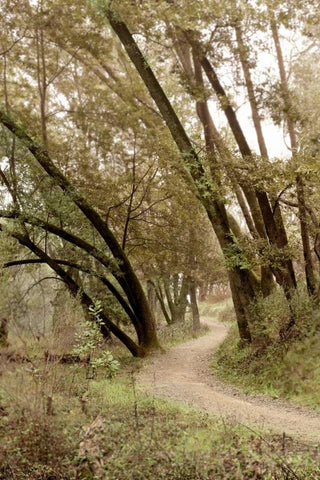 Oak Tree - 49 Black Ornate Wood Framed Art Print with Double Matting by Blaustein, Alan