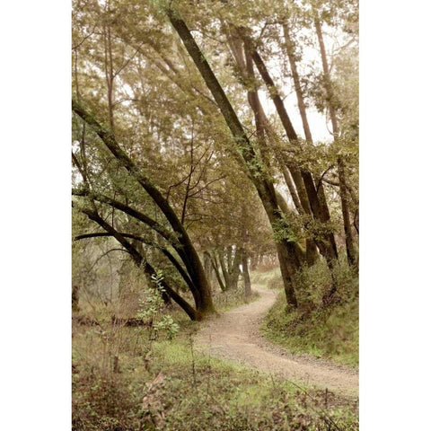 Oak Tree - 49 Gold Ornate Wood Framed Art Print with Double Matting by Blaustein, Alan