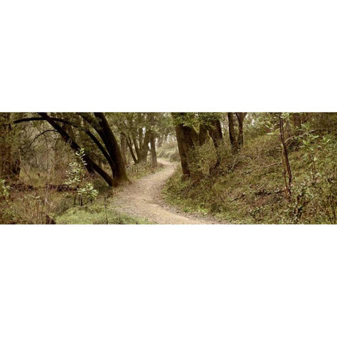 Oak Tree - 50 Black Modern Wood Framed Art Print with Double Matting by Blaustein, Alan