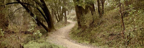 Oak Tree - 50 White Modern Wood Framed Art Print with Double Matting by Blaustein, Alan