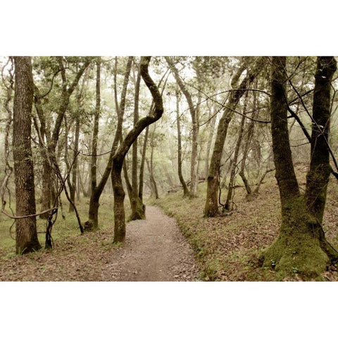 Oak Tree - 47 White Modern Wood Framed Art Print by Blaustein, Alan