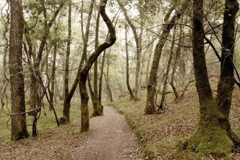 Oak Tree - 47 Black Ornate Wood Framed Art Print with Double Matting by Blaustein, Alan