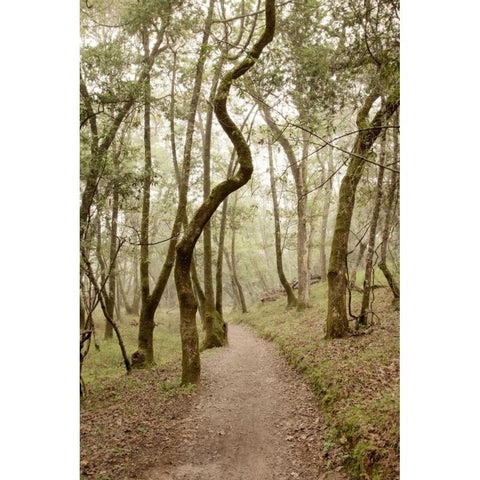 Oak Tree - 48 Black Modern Wood Framed Art Print with Double Matting by Blaustein, Alan