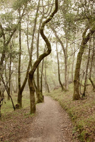 Oak Tree - 48 Black Ornate Wood Framed Art Print with Double Matting by Blaustein, Alan