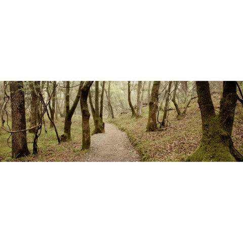 Oak Tree - 46 Gold Ornate Wood Framed Art Print with Double Matting by Blaustein, Alan