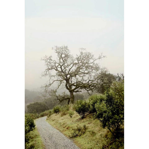 Oak Tree - 45 Black Modern Wood Framed Art Print with Double Matting by Blaustein, Alan