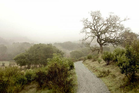 Oak Tree - 44 White Modern Wood Framed Art Print with Double Matting by Blaustein, Alan