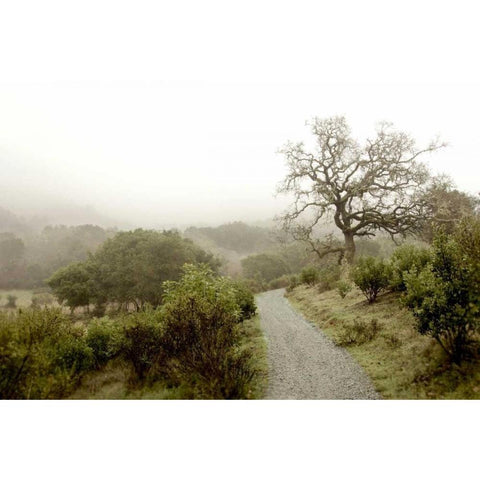 Oak Tree - 44 White Modern Wood Framed Art Print by Blaustein, Alan