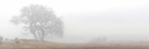 Oak Tree - 14 Black Ornate Wood Framed Art Print with Double Matting by Blaustein, Alan