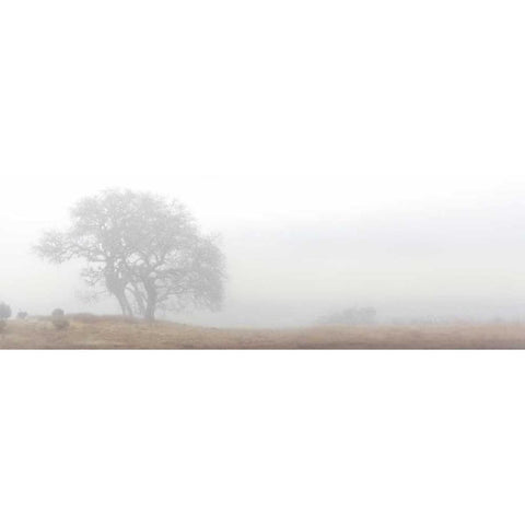 Oak Tree - 14 White Modern Wood Framed Art Print by Blaustein, Alan