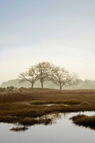 Oak Tree - 66 White Modern Wood Framed Art Print with Double Matting by Blaustein, Alan