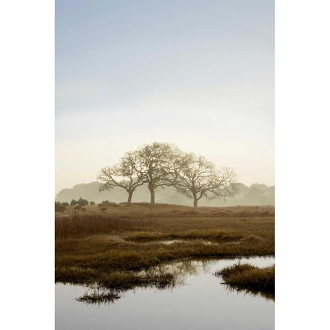 Oak Tree - 66 Gold Ornate Wood Framed Art Print with Double Matting by Blaustein, Alan