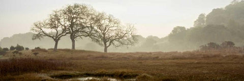 Oak Tree - 64 Black Ornate Wood Framed Art Print with Double Matting by Blaustein, Alan