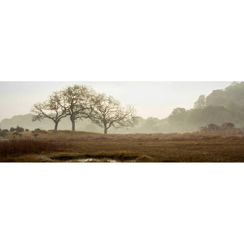 Oak Tree - 64 Gold Ornate Wood Framed Art Print with Double Matting by Blaustein, Alan