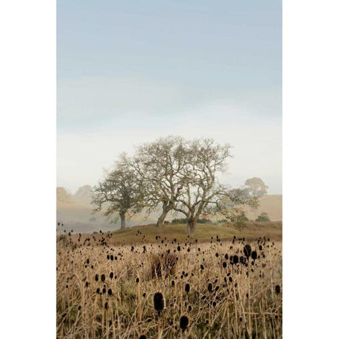 Oak Tree - 67 Black Modern Wood Framed Art Print by Blaustein, Alan