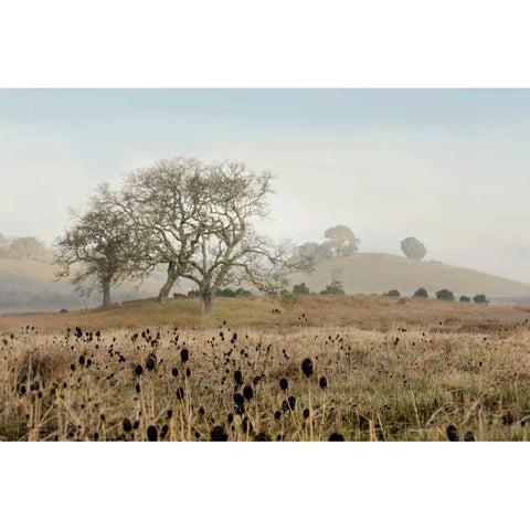 Oak Tree - 68 White Modern Wood Framed Art Print by Blaustein, Alan