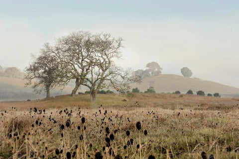 Oak Tree - 68 White Modern Wood Framed Art Print with Double Matting by Blaustein, Alan