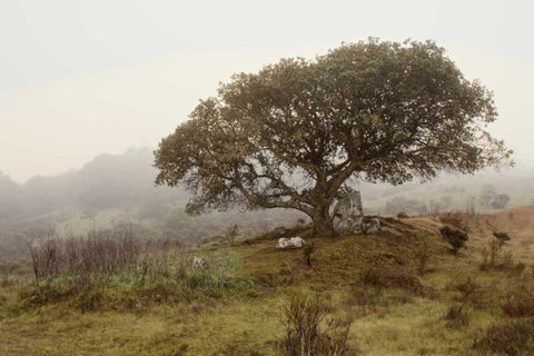 Oak Tree - 54 White Modern Wood Framed Art Print with Double Matting by Blaustein, Alan