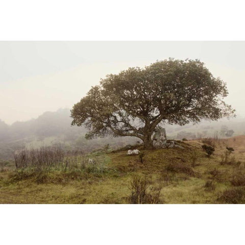 Oak Tree - 54 Black Modern Wood Framed Art Print by Blaustein, Alan