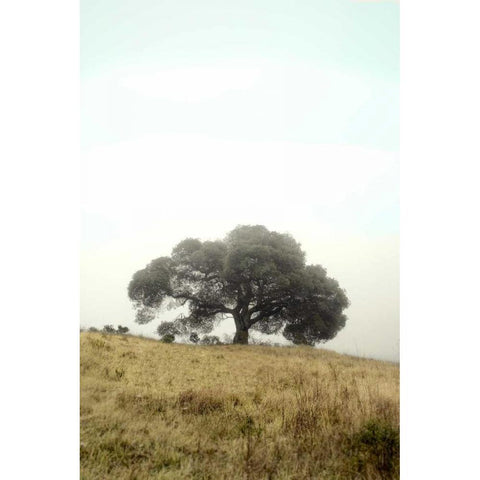 Oak Tree - 52 Gold Ornate Wood Framed Art Print with Double Matting by Blaustein, Alan