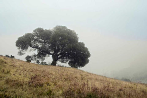 Oak Tree - 53 Black Ornate Wood Framed Art Print with Double Matting by Blaustein, Alan