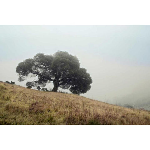 Oak Tree - 53 Gold Ornate Wood Framed Art Print with Double Matting by Blaustein, Alan