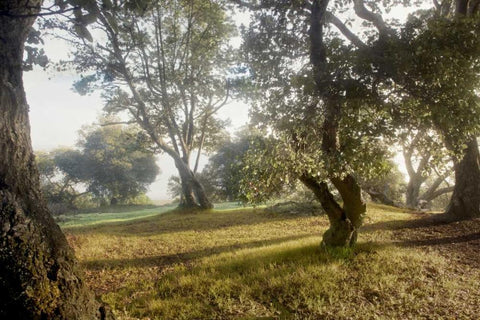 Oak Tree - 70 Black Ornate Wood Framed Art Print with Double Matting by Blaustein, Alan