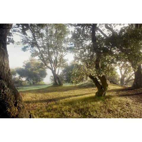 Oak Tree - 70 Gold Ornate Wood Framed Art Print with Double Matting by Blaustein, Alan