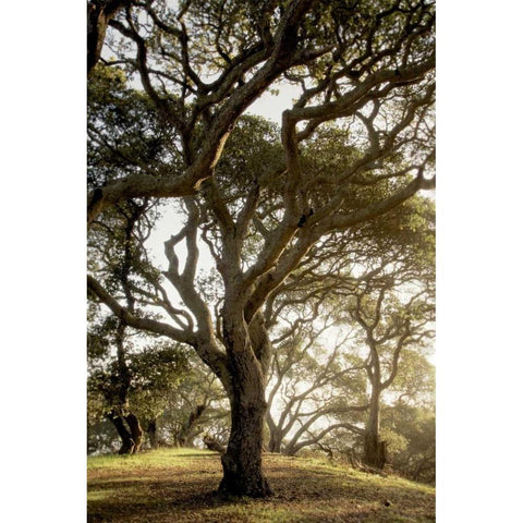 Oak Tree - 69 Black Modern Wood Framed Art Print with Double Matting by Blaustein, Alan