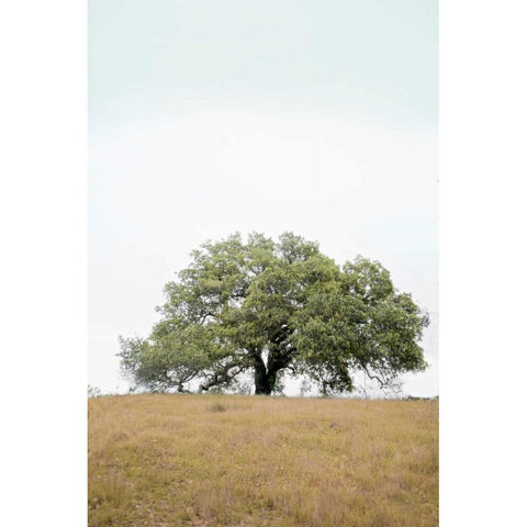 Oak Tree - 73 Black Modern Wood Framed Art Print by Blaustein, Alan