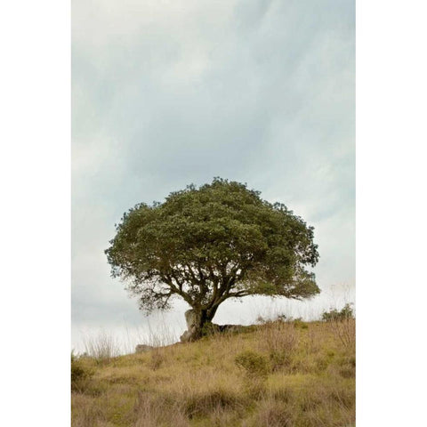 Oak Tree - 74 White Modern Wood Framed Art Print by Blaustein, Alan